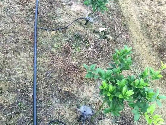 地插微噴